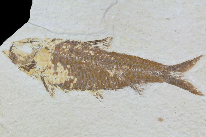Bargain, Fossil Fish (Knightia) - Wyoming #88589